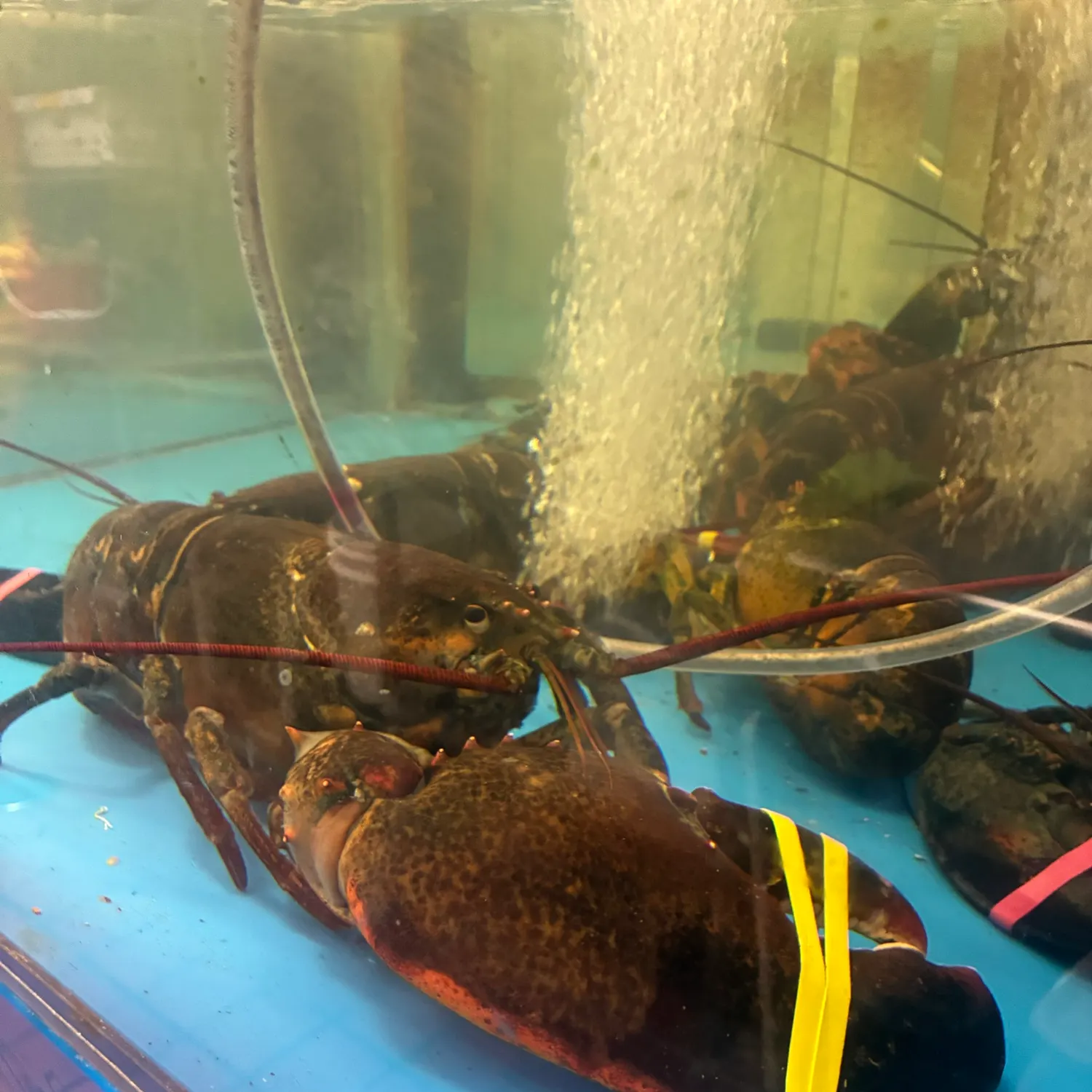 The most recent American lobster catches on Fishbrain