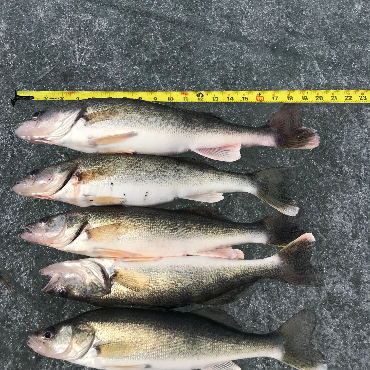 recently logged catches