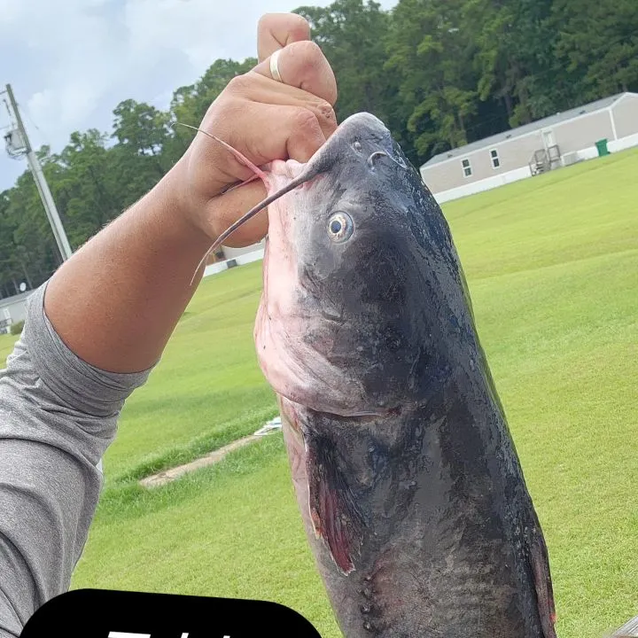 Fish caught on Fishbrain