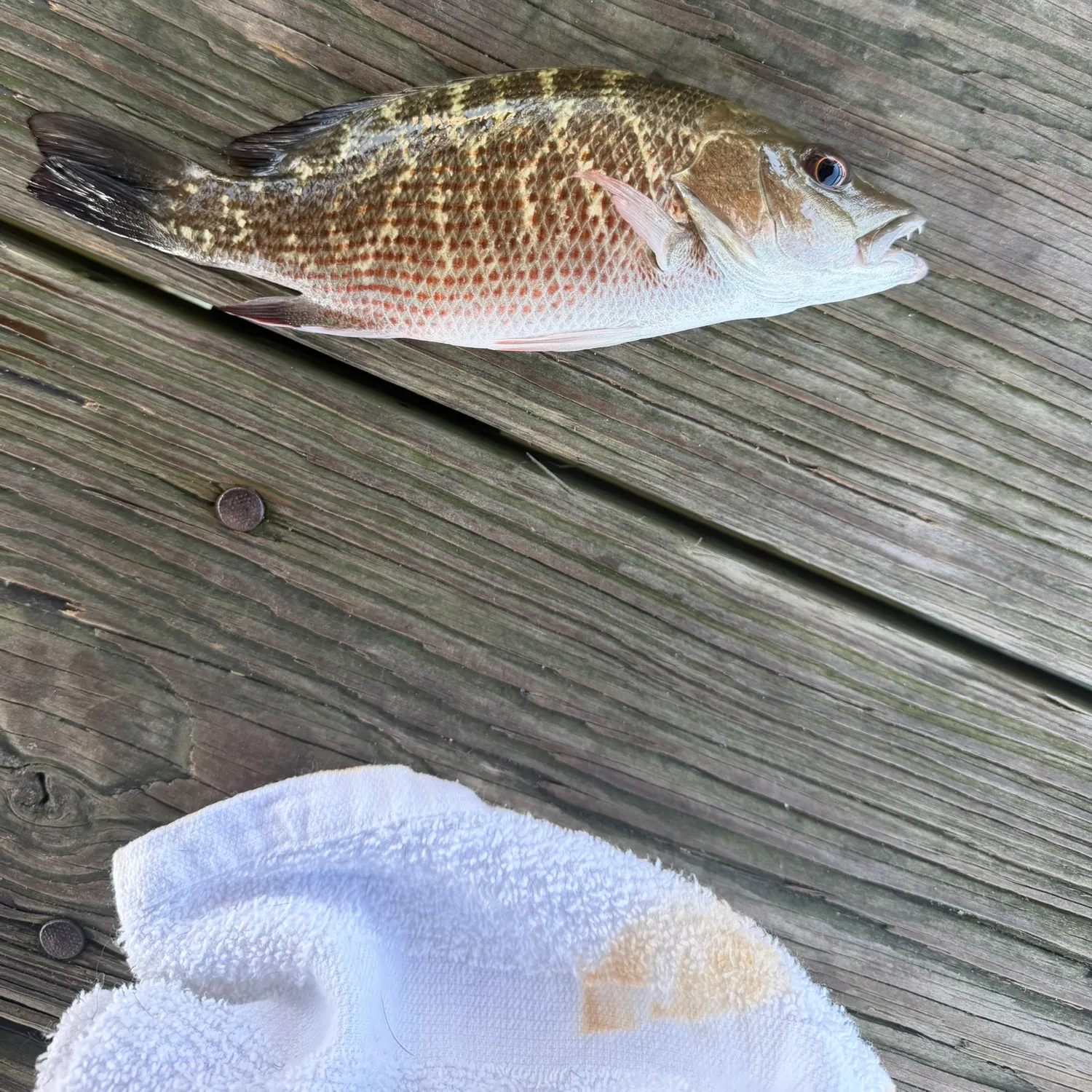 recently logged catches