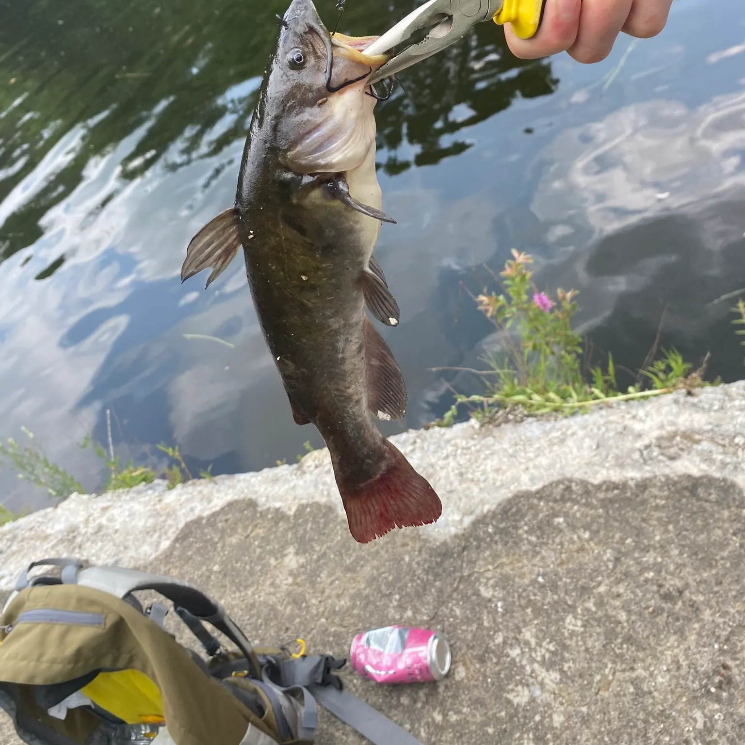 catch