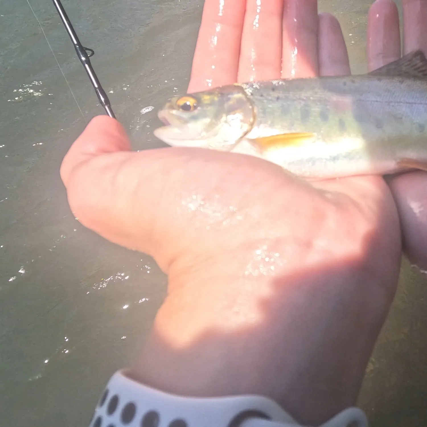 Rainbow trout caught on Fishbrain