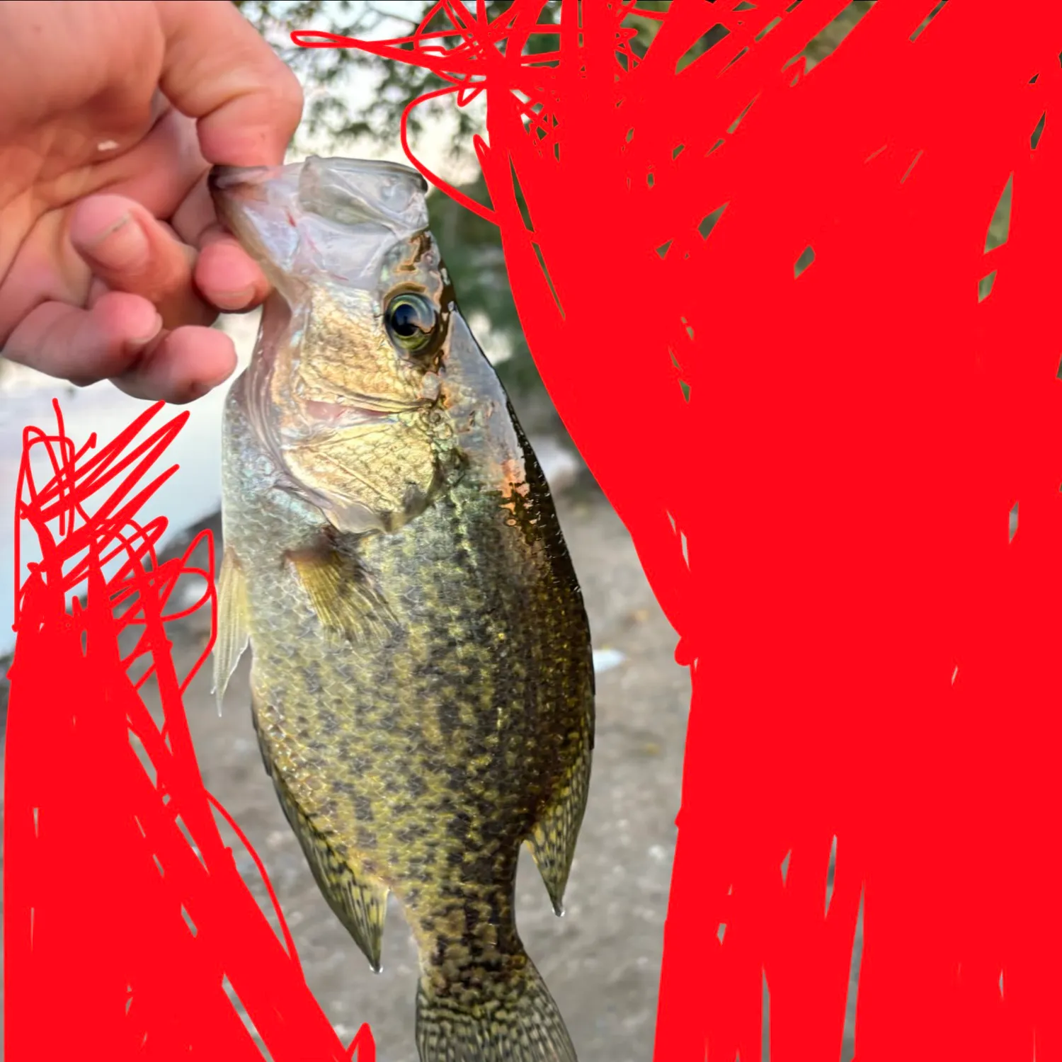 Black crappie caught on Fishbrain