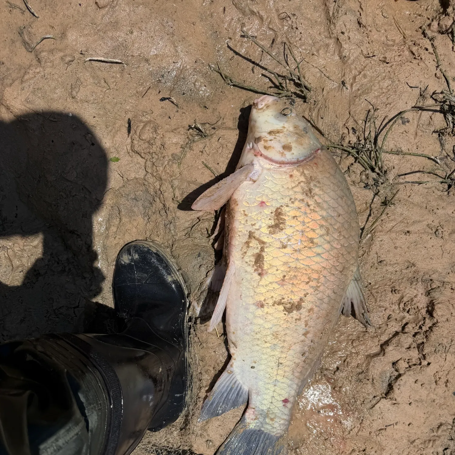 The most recent Smallmouth buffalo catches on Fishbrain