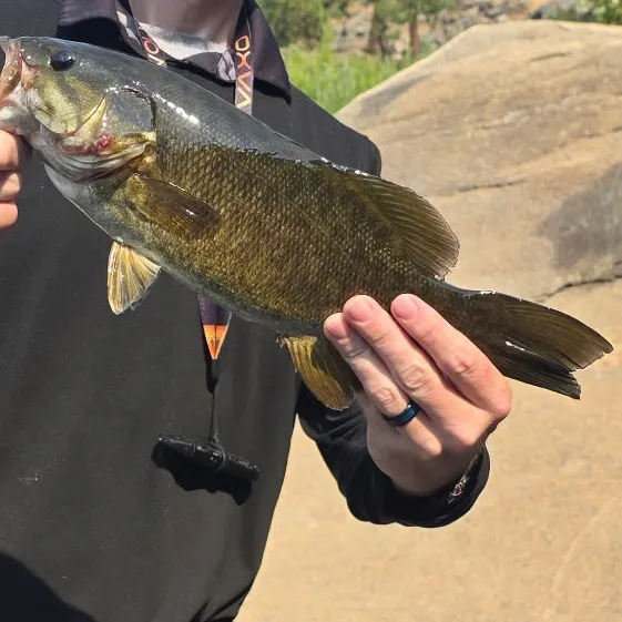 Smallmouth bass caught on Fishbrain