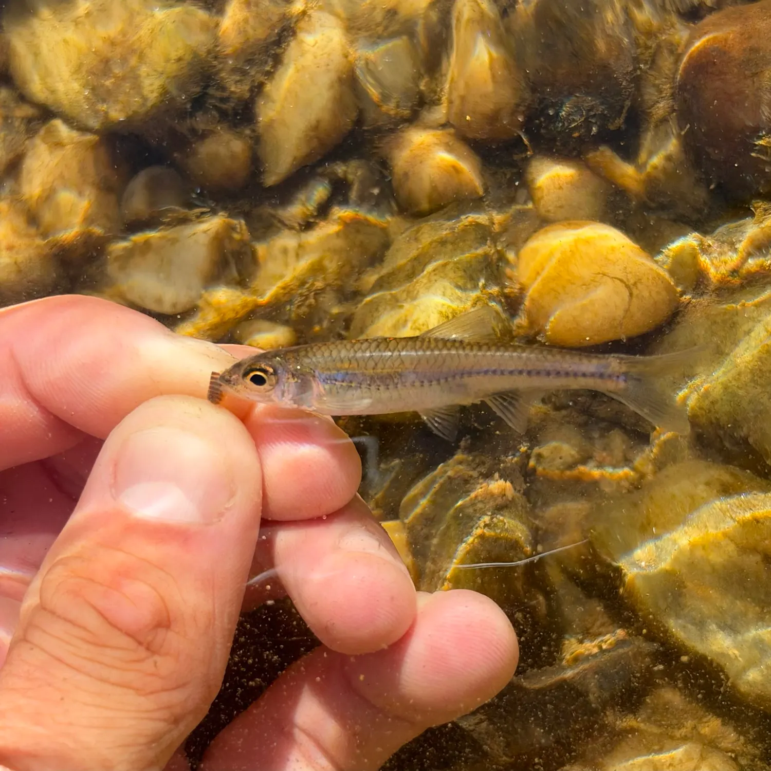 Taillight shiner caught on Fishbrain