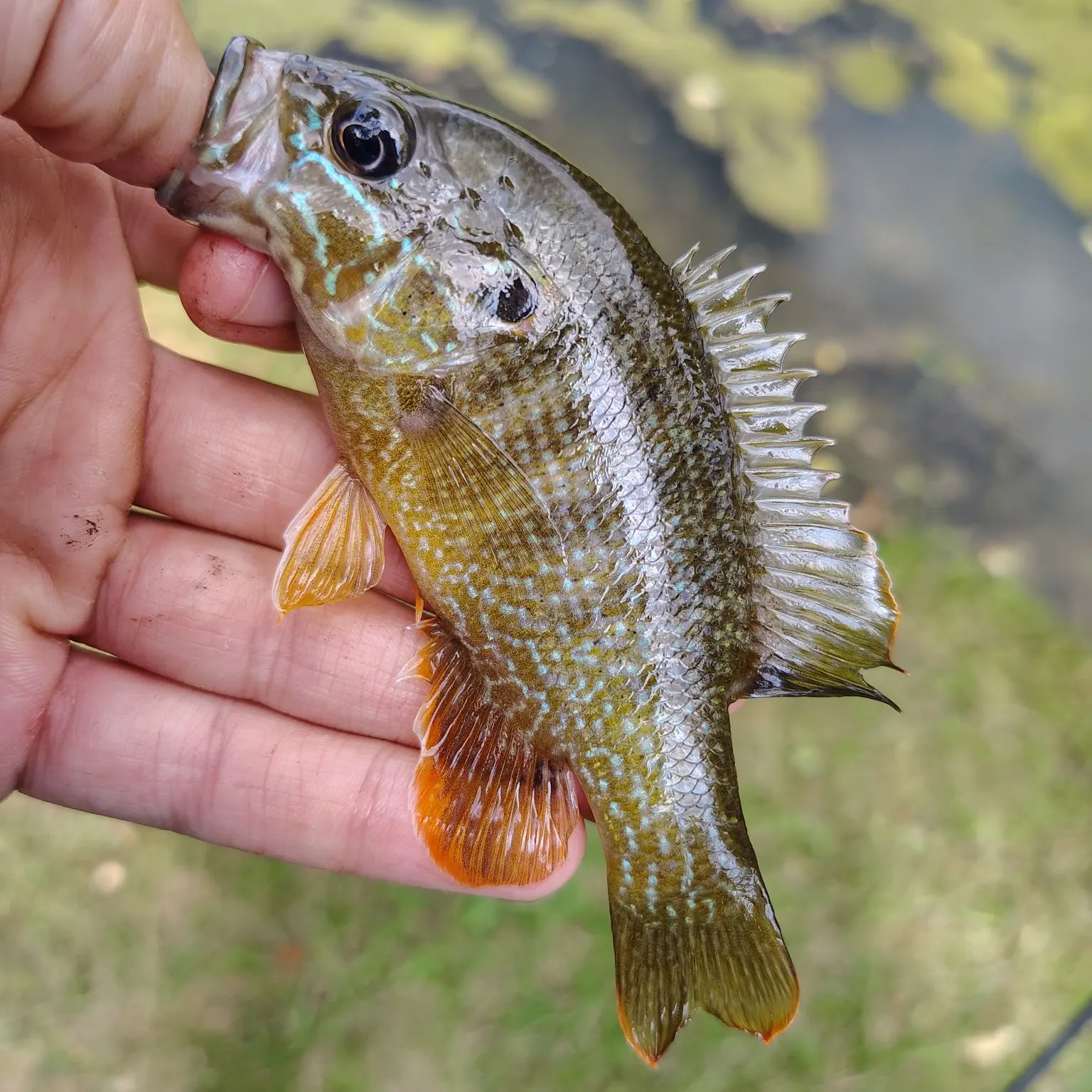 Green sunfish caught on Fishbrain