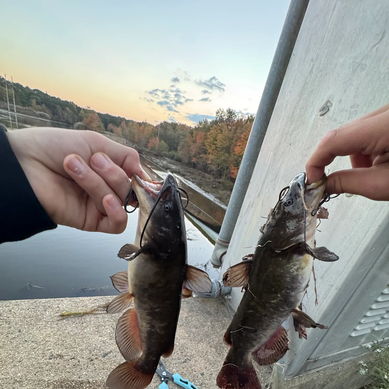 Brown bullhead caught on Fishbrain