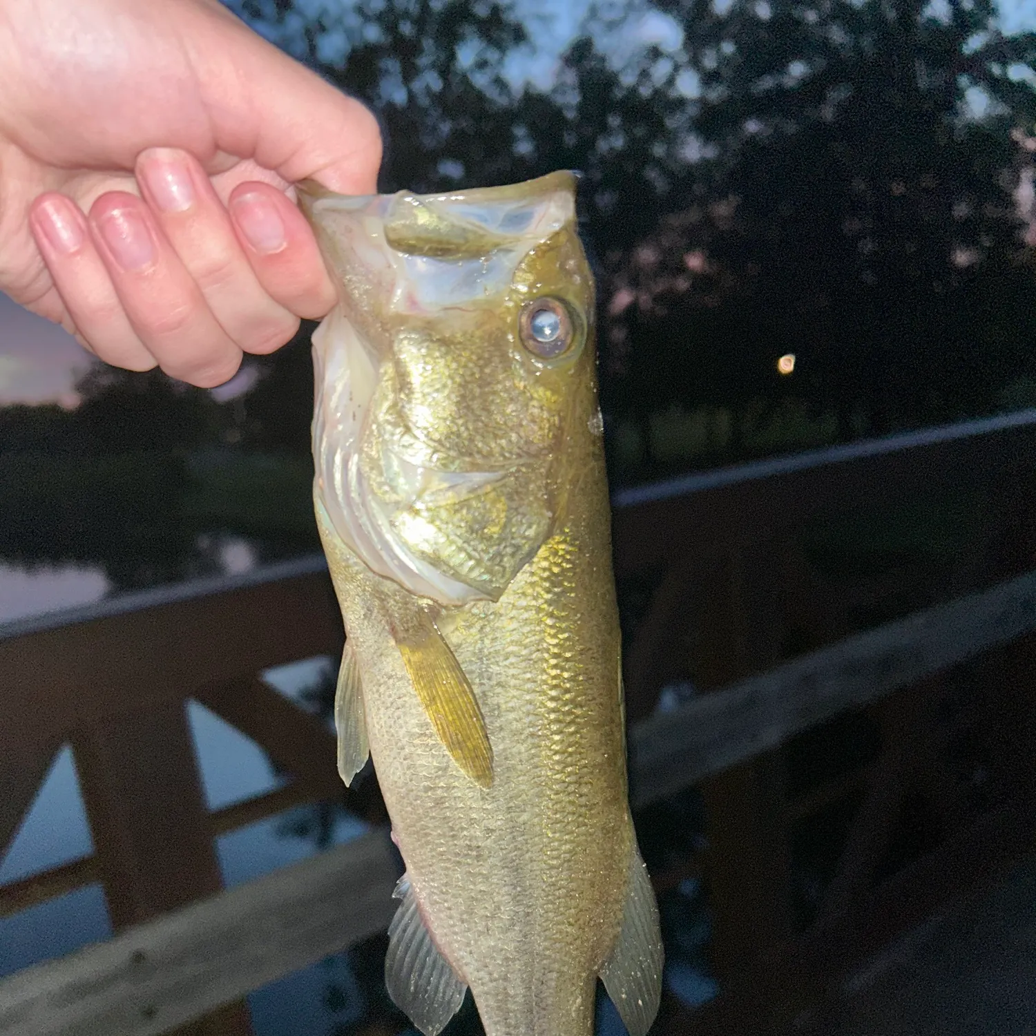 Largemouth bass caught on Fishbrain