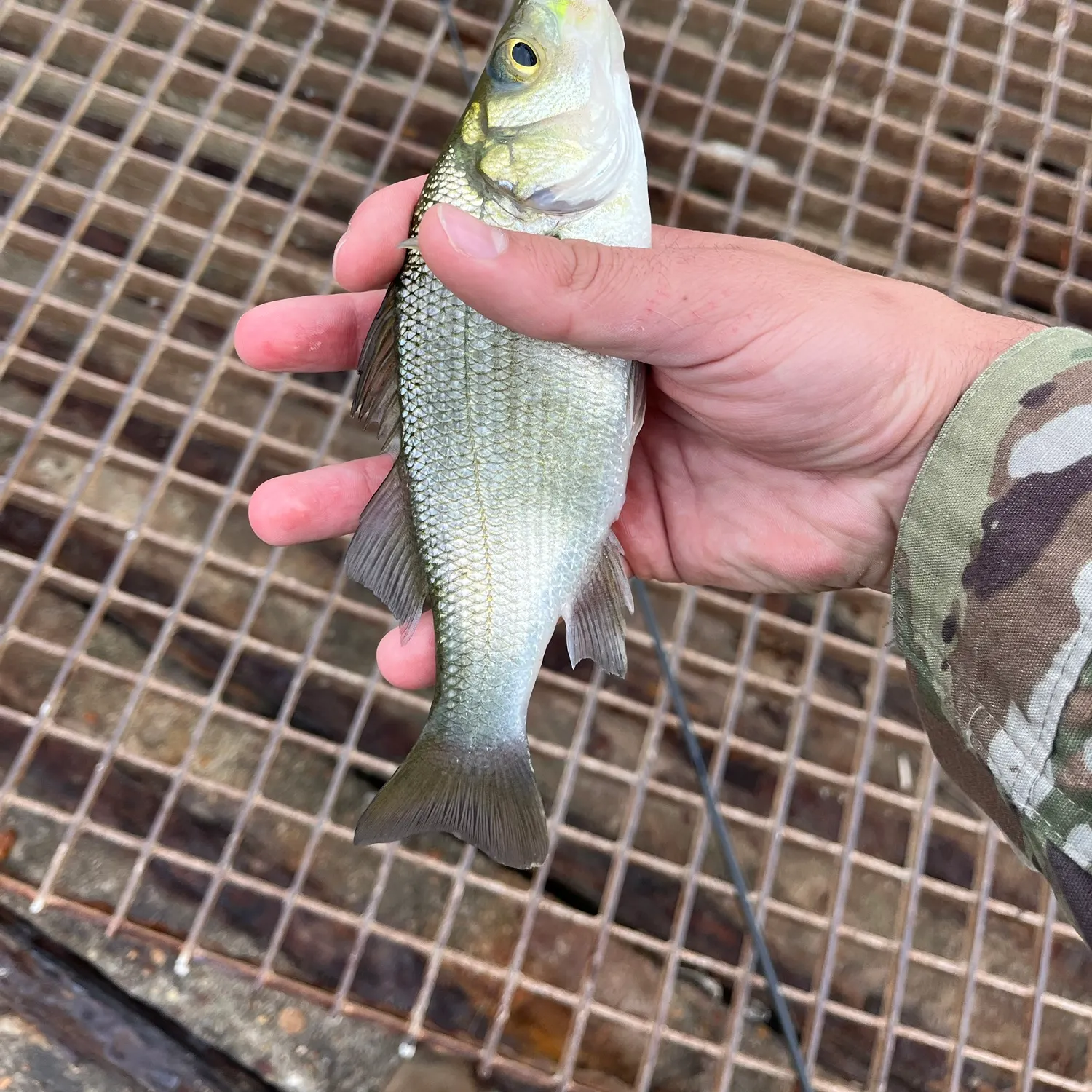 White perch caught on Fishbrain