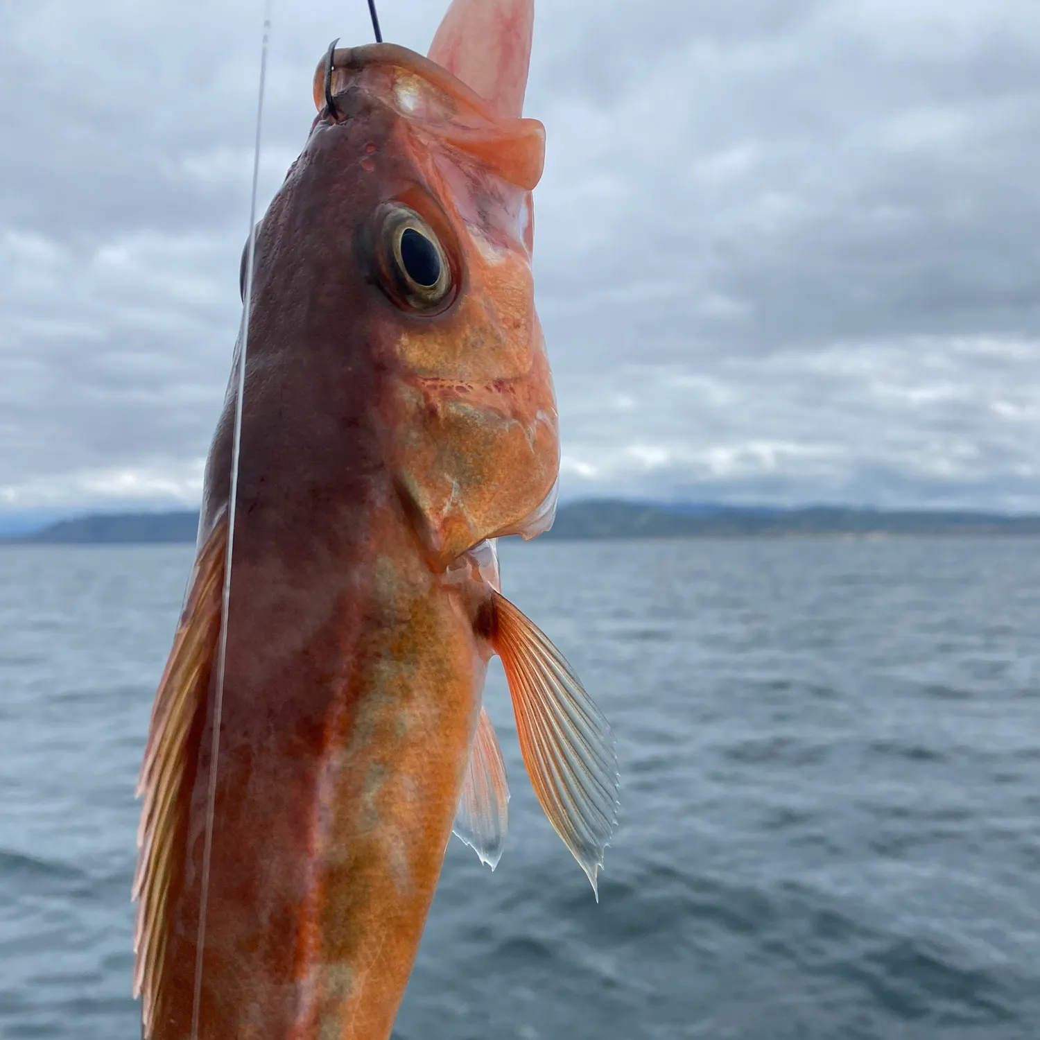 The most recent Chilipepper catches on Fishbrain