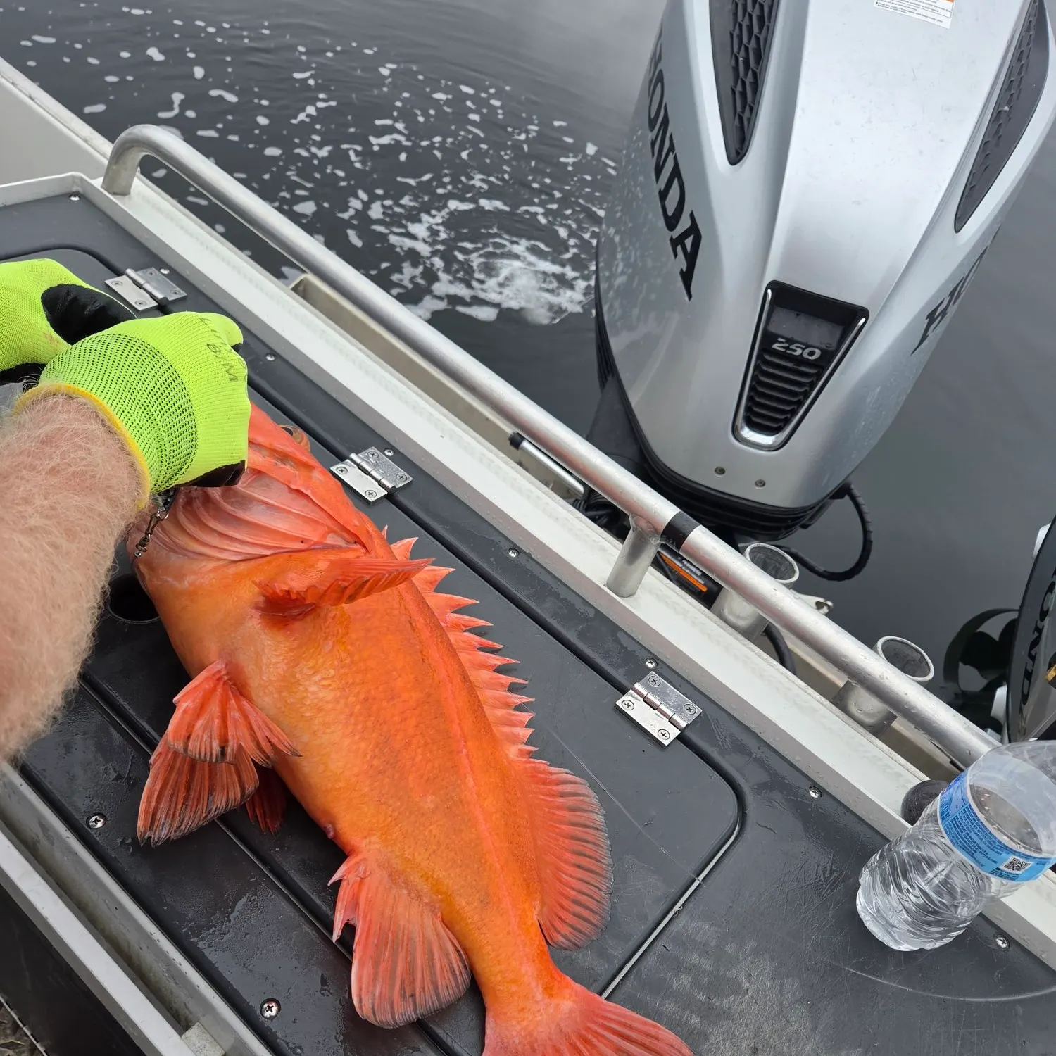 Yelloweye rockfish caught on Fishbrain