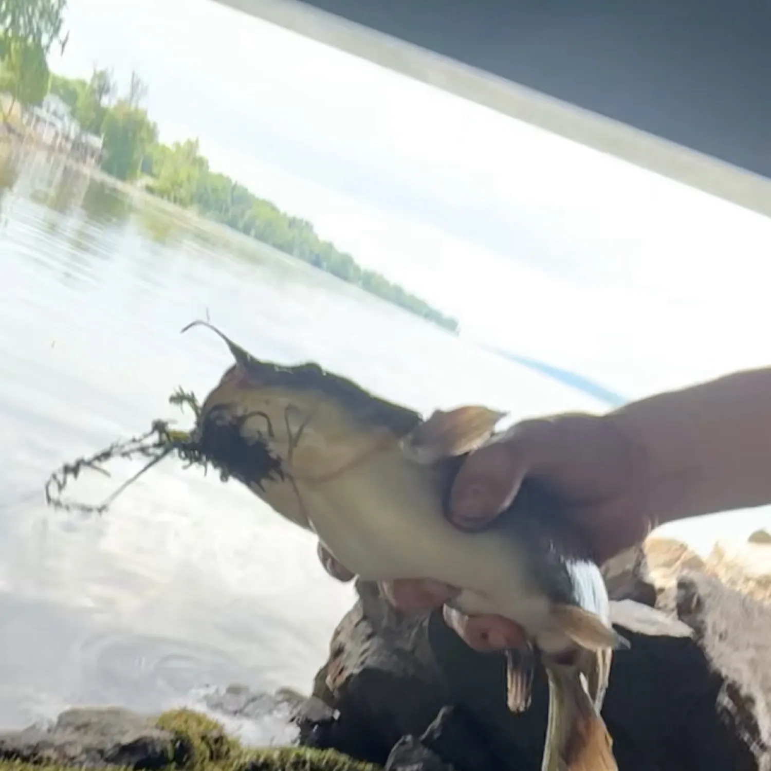 Brown bullhead caught on Fishbrain