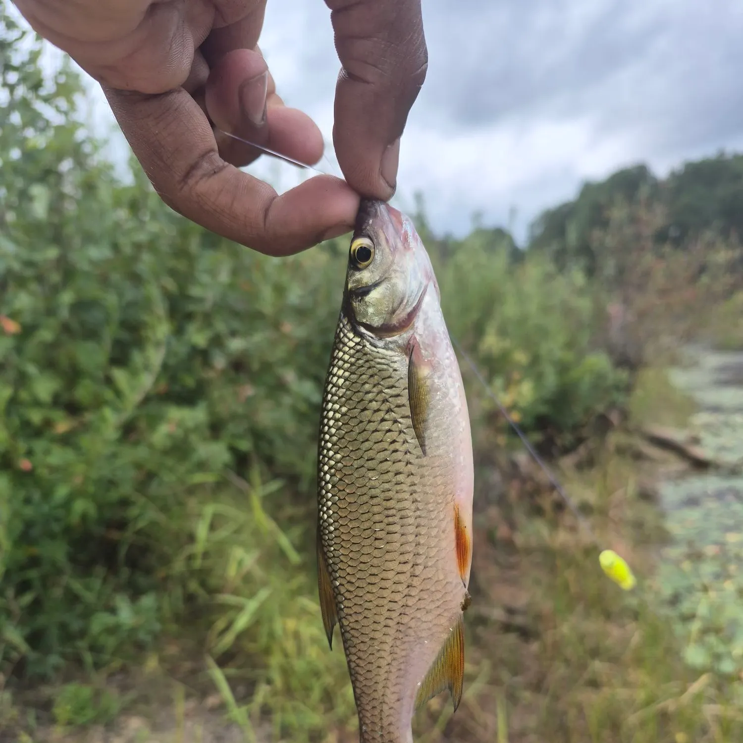 catch