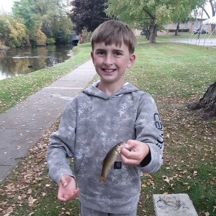 The most recent Hornyhead chub catches on Fishbrain
