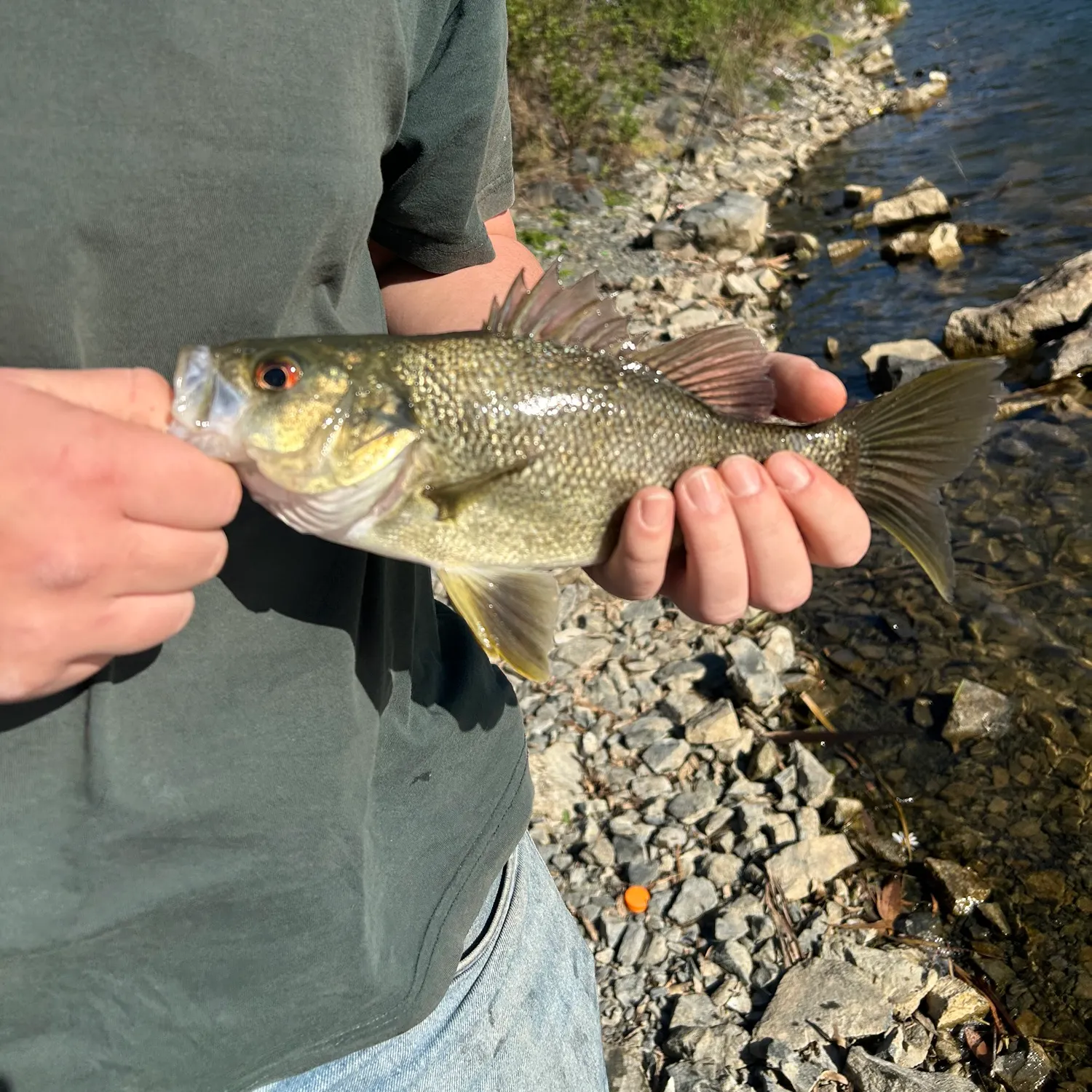 The most recent Australian bass catches on Fishbrain