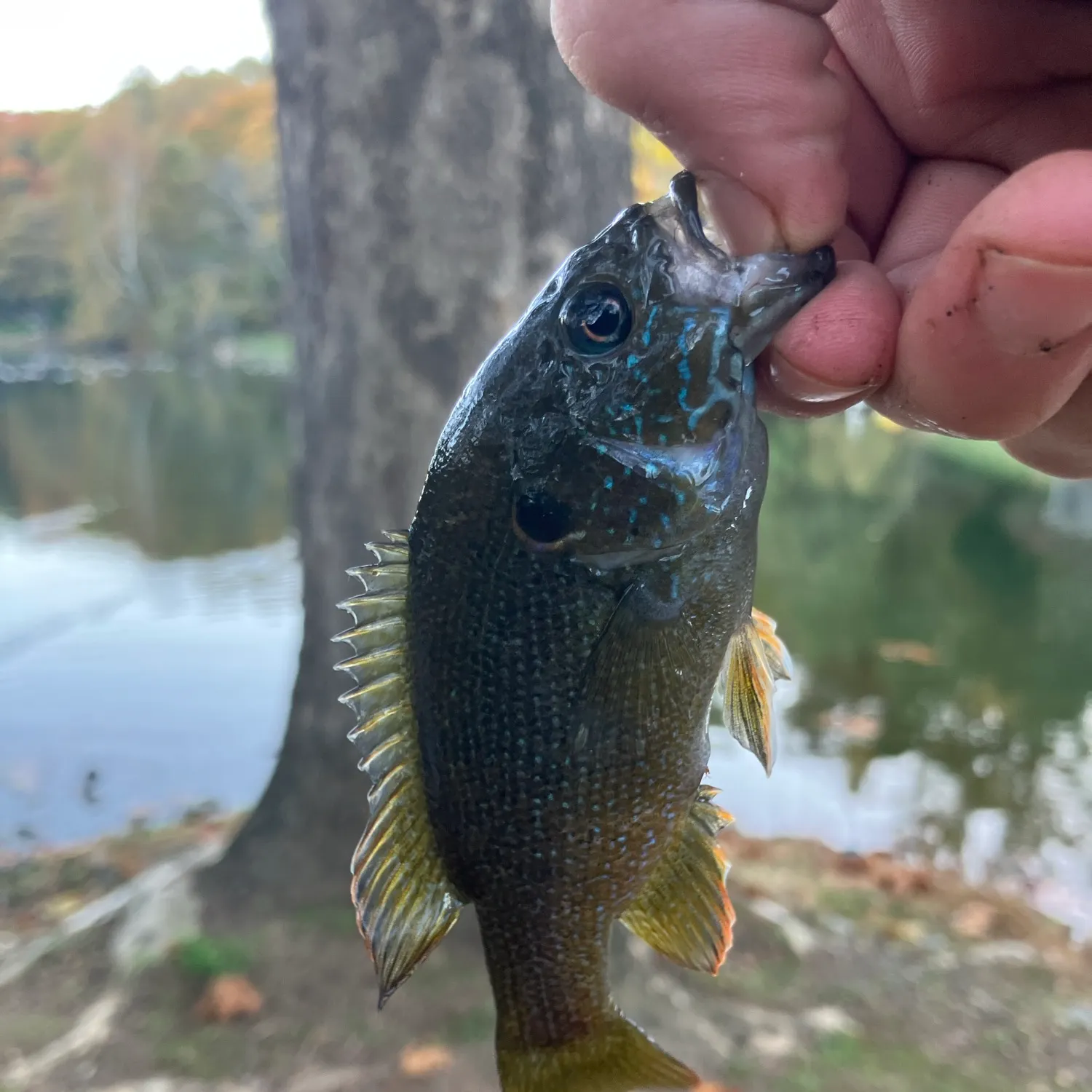 Green sunfish caught on Fishbrain