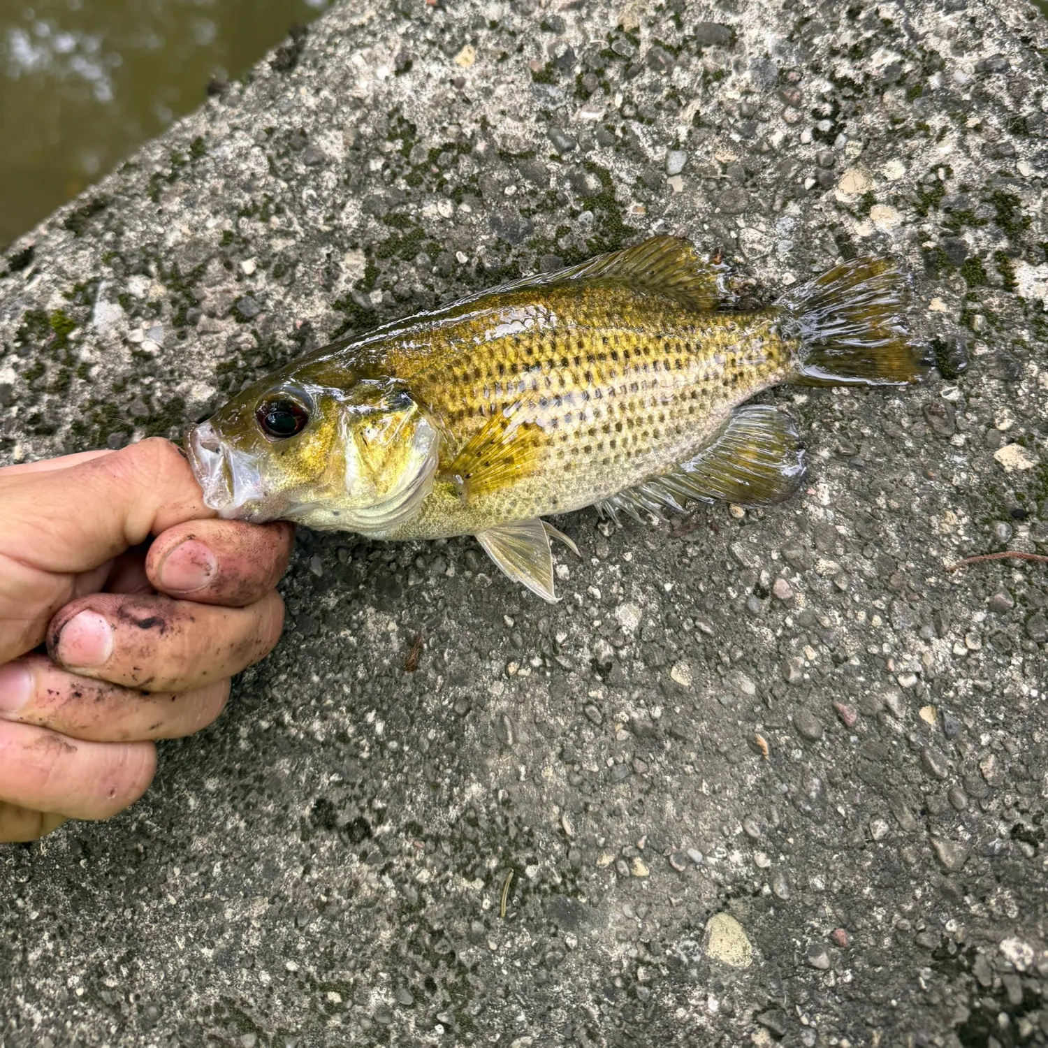 Rock bass caught on Fishbrain