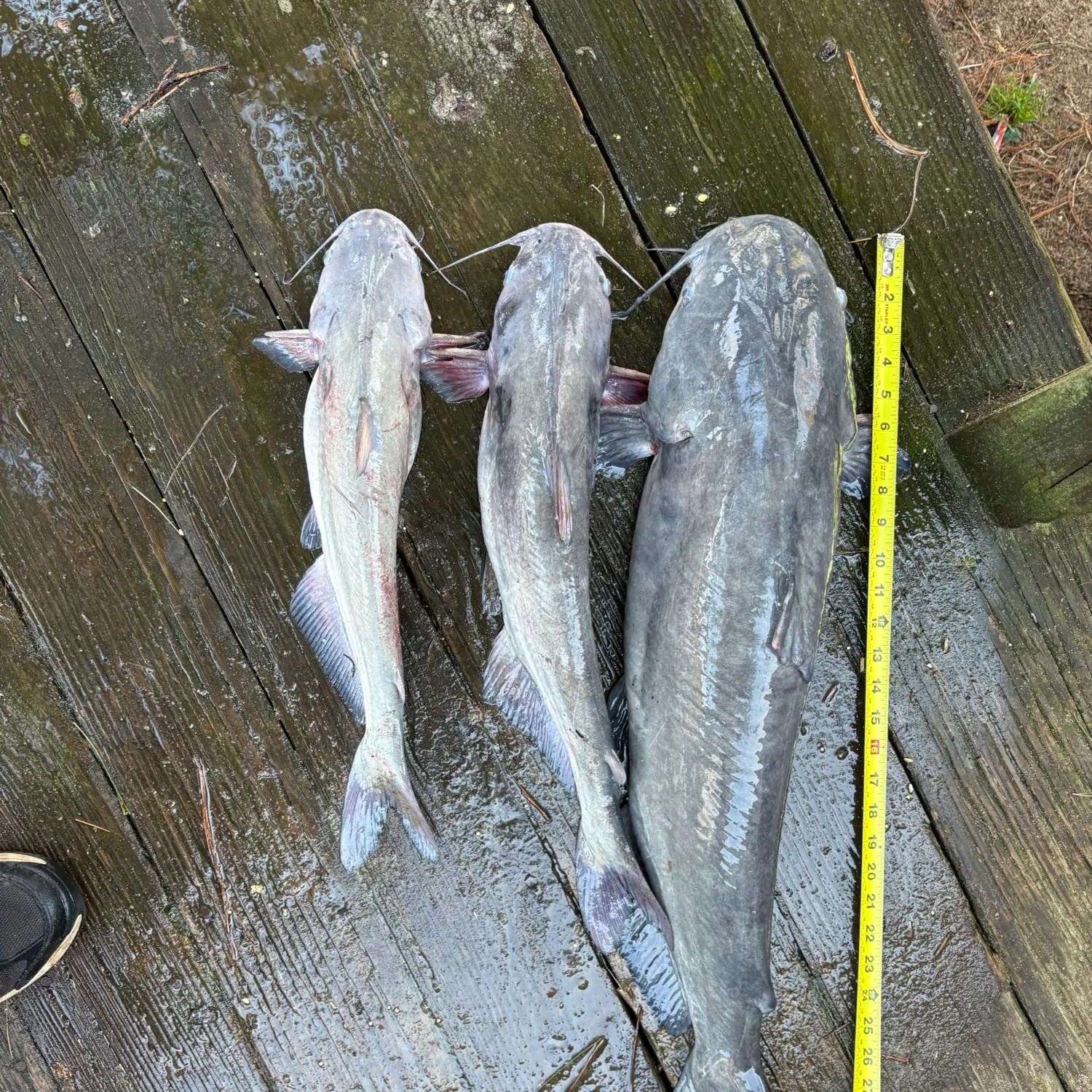 recently logged catches