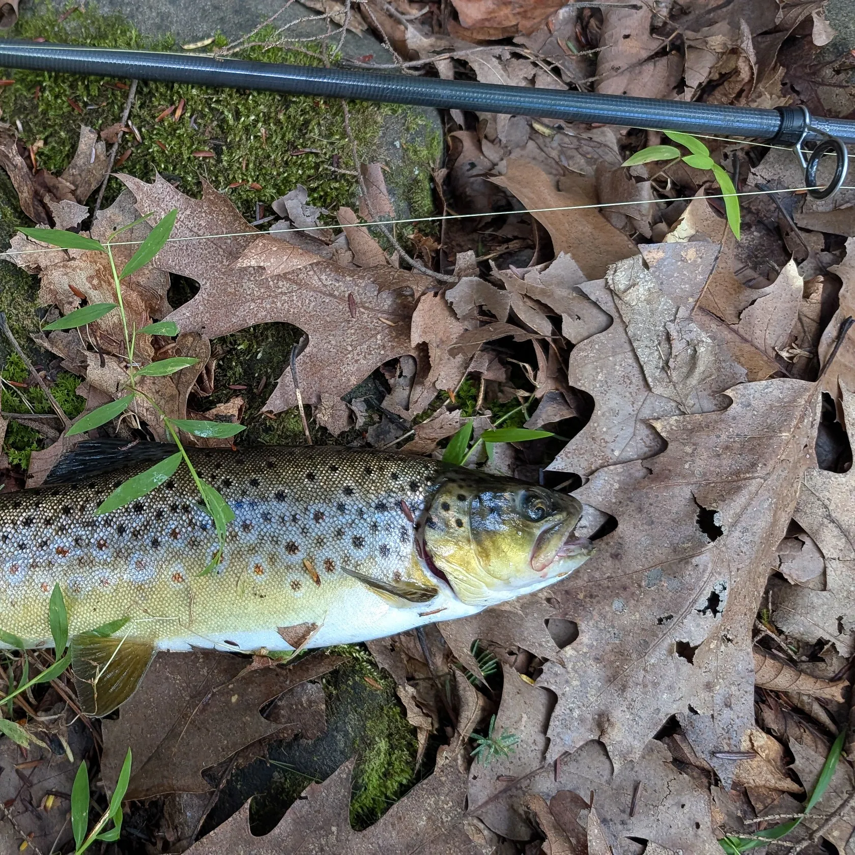 Brown trout caught on Fishbrain