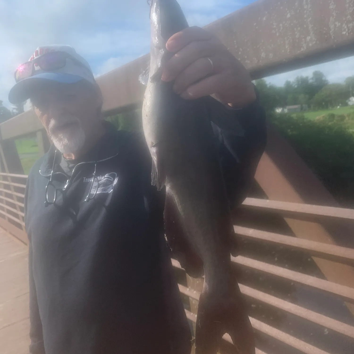 Yellow bullhead caught on Fishbrain