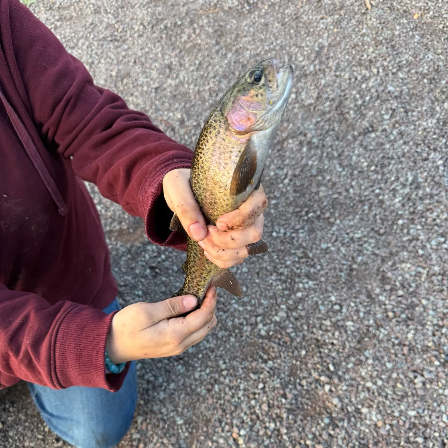 Rainbow trout caught on Fishbrain