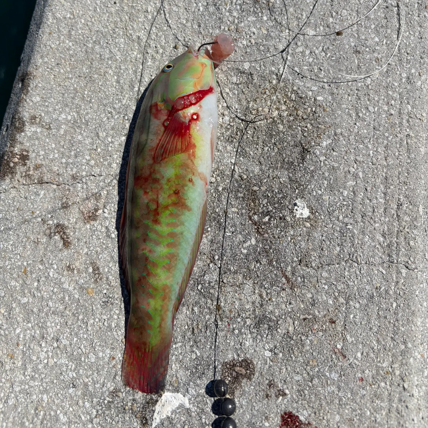 The most recent Ember parrotfish catches on Fishbrain
