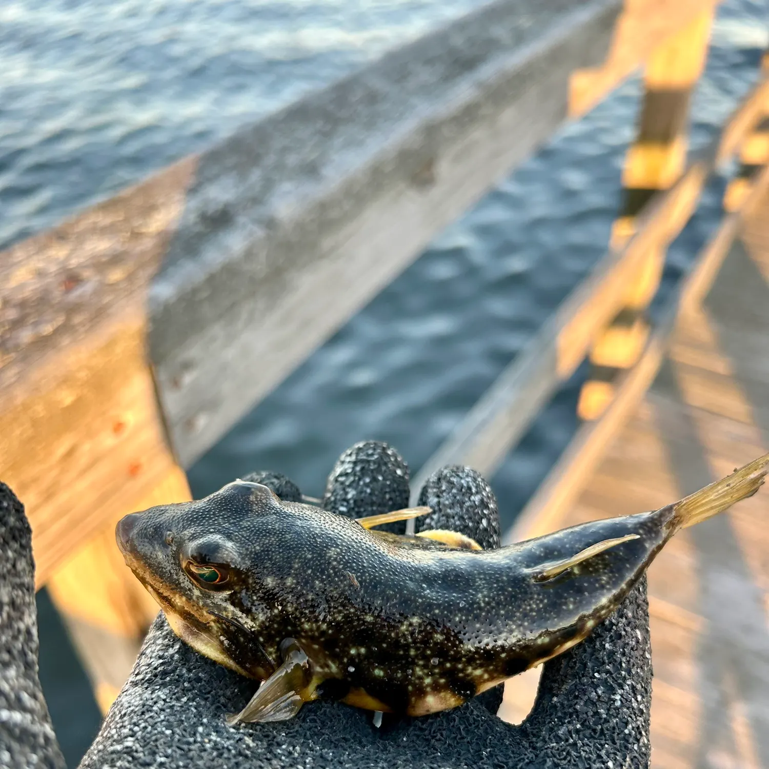 Northern puffer caught on Fishbrain