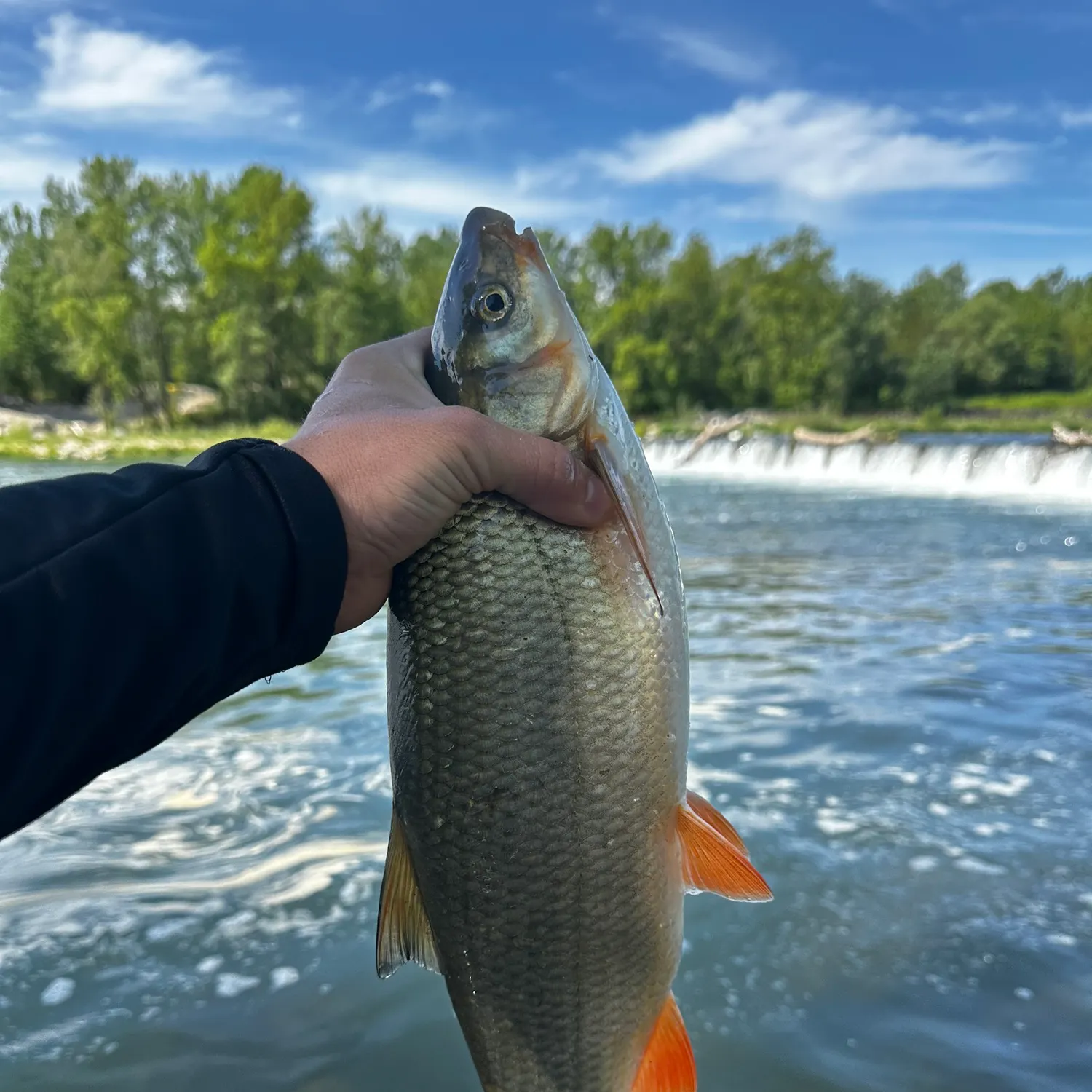 The most recent Common nase catches on Fishbrain