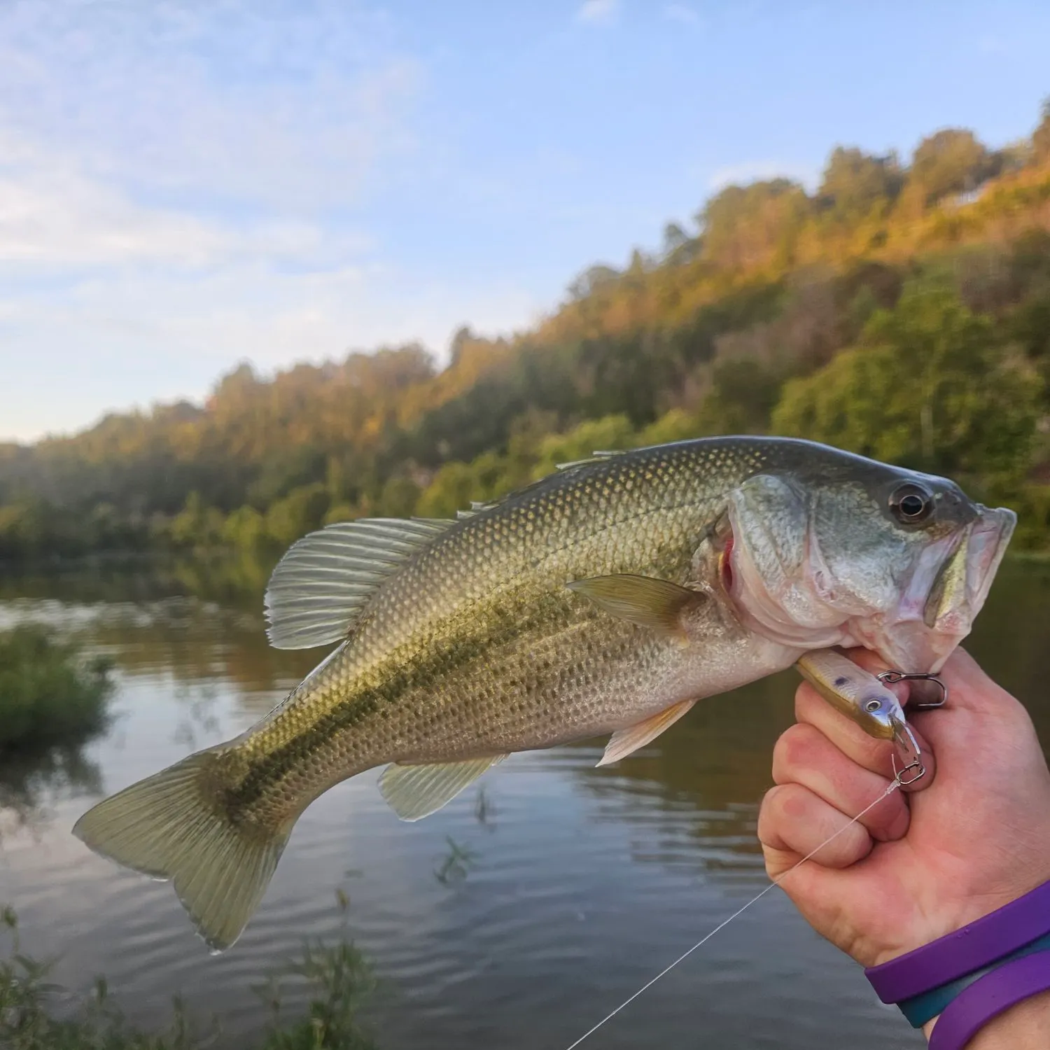 Largemouth bass caught on Fishbrain