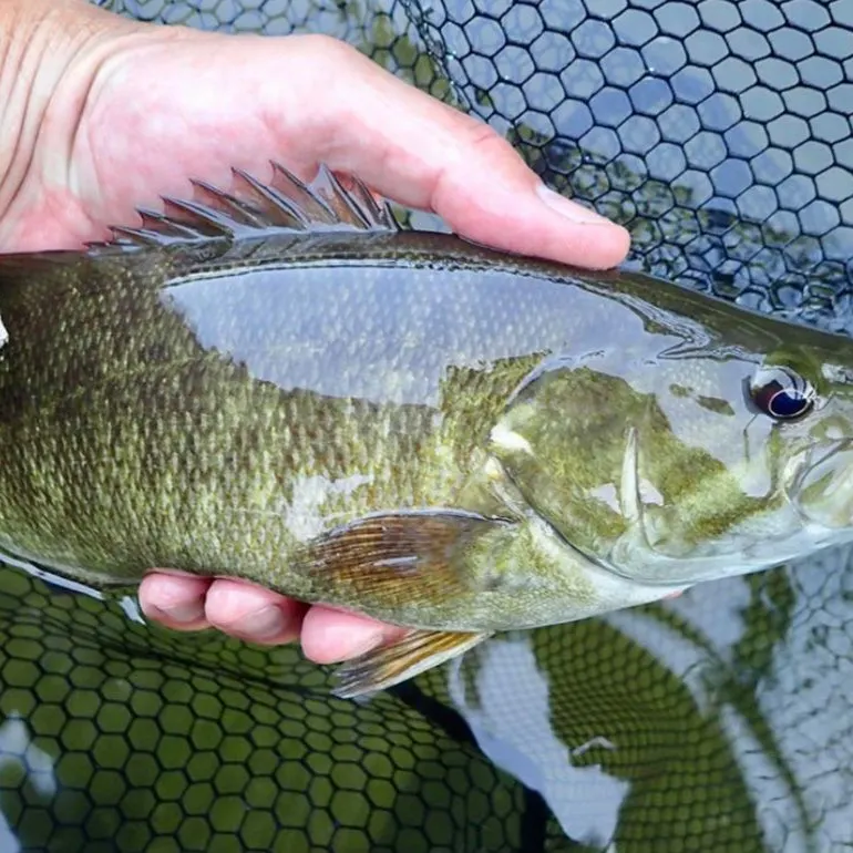 Smallmouth bass caught on Fishbrain