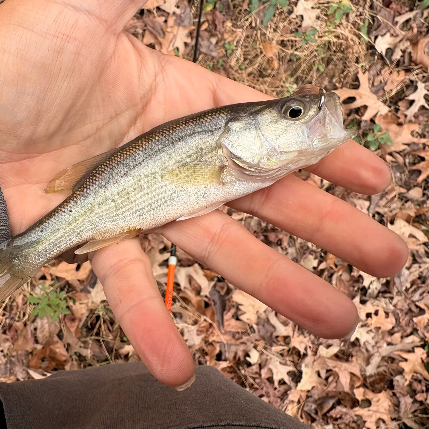 The most recent Largemouth bass catches on Fishbrain