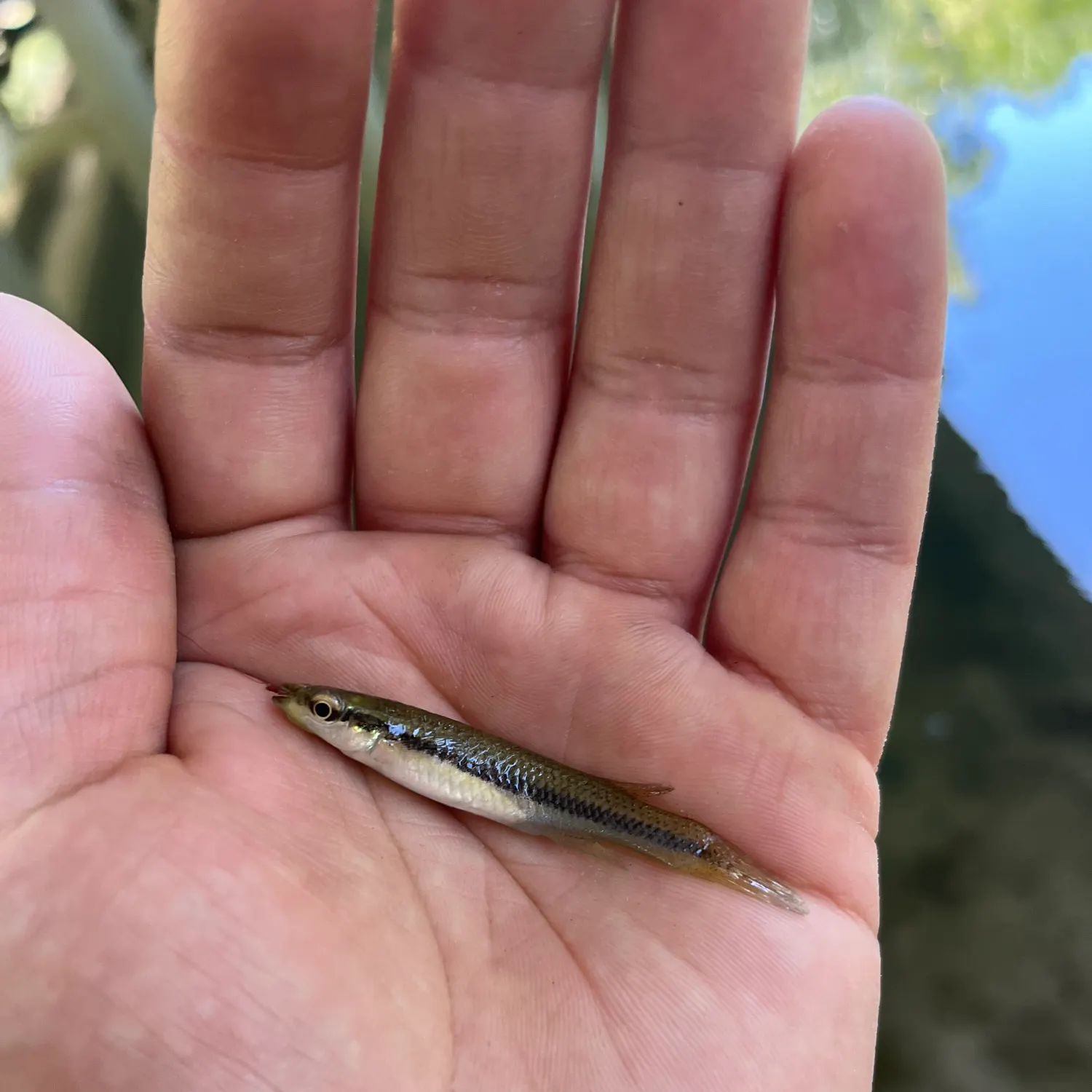 The most recent Blackstripe topminnow catches on Fishbrain