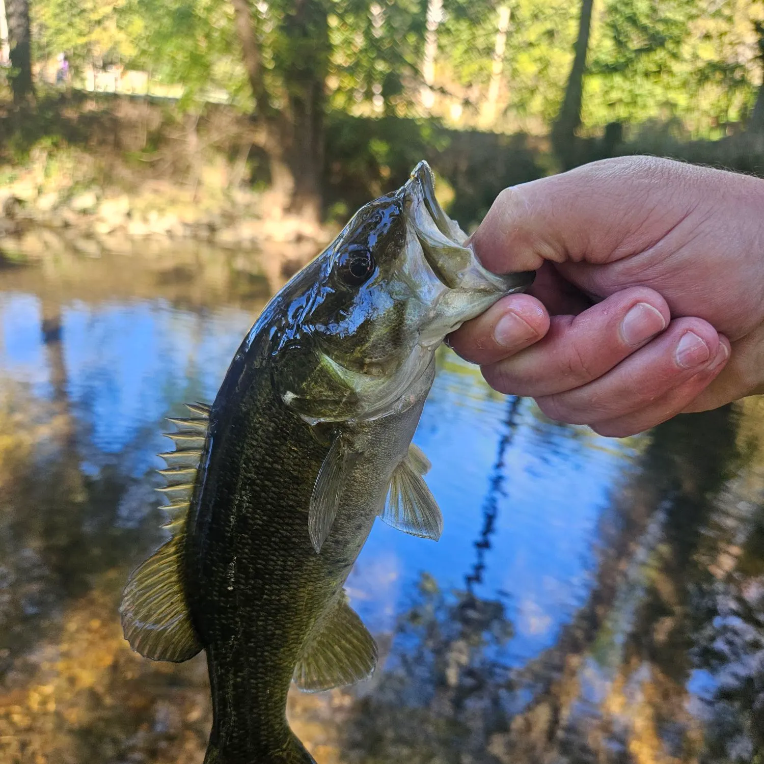 Smallmouth bass caught on Fishbrain