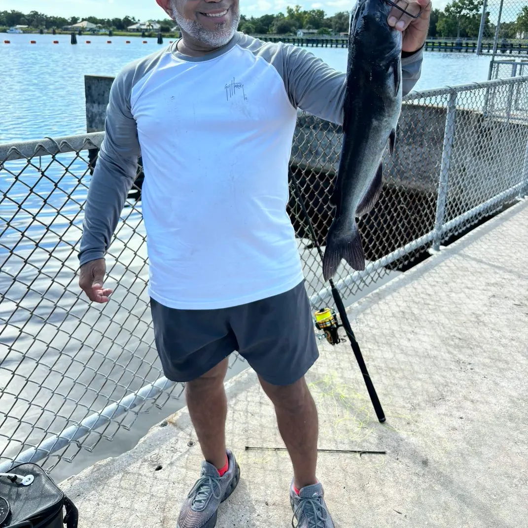 Channel catfish caught on Fishbrain