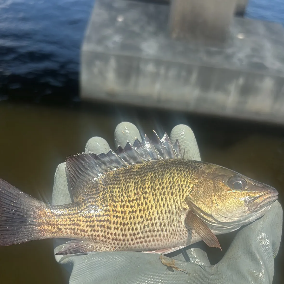 The most recent Roanoke bass catches on Fishbrain