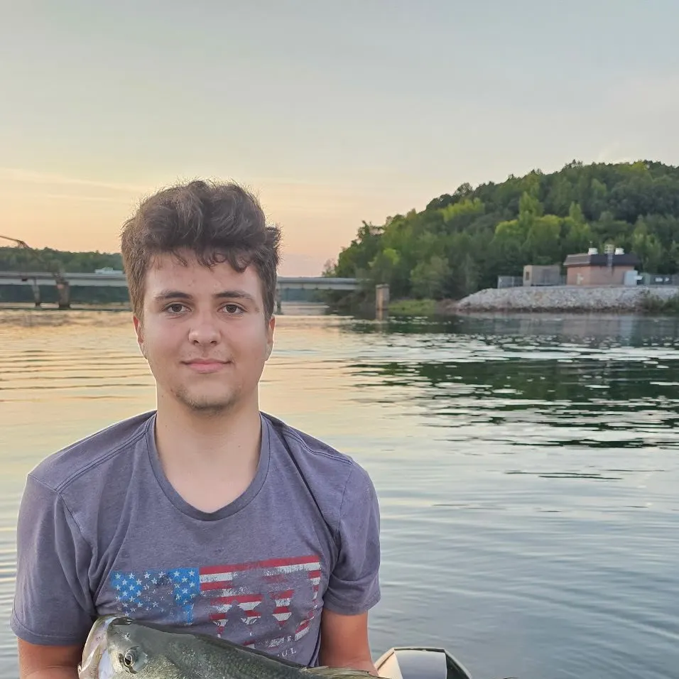 Striped bass caught on Fishbrain