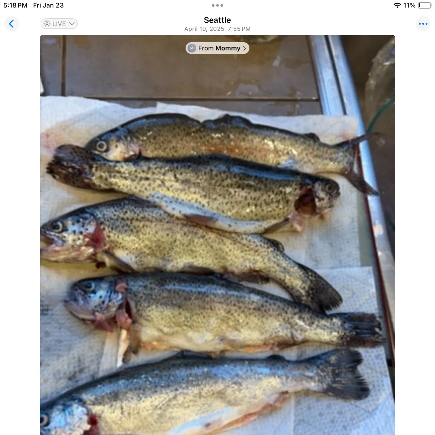 recently logged catches