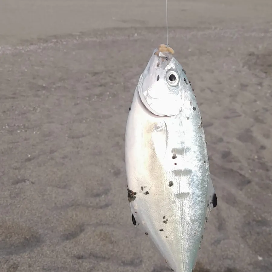 White seabream caught on Fishbrain