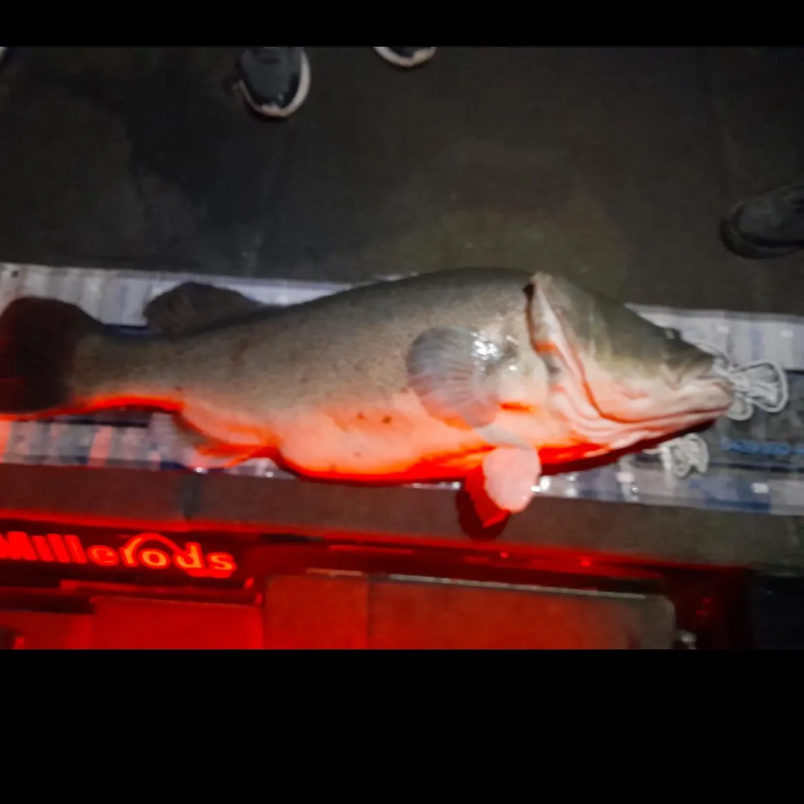 The most popular recent Murray cod catch on Fishbrain
