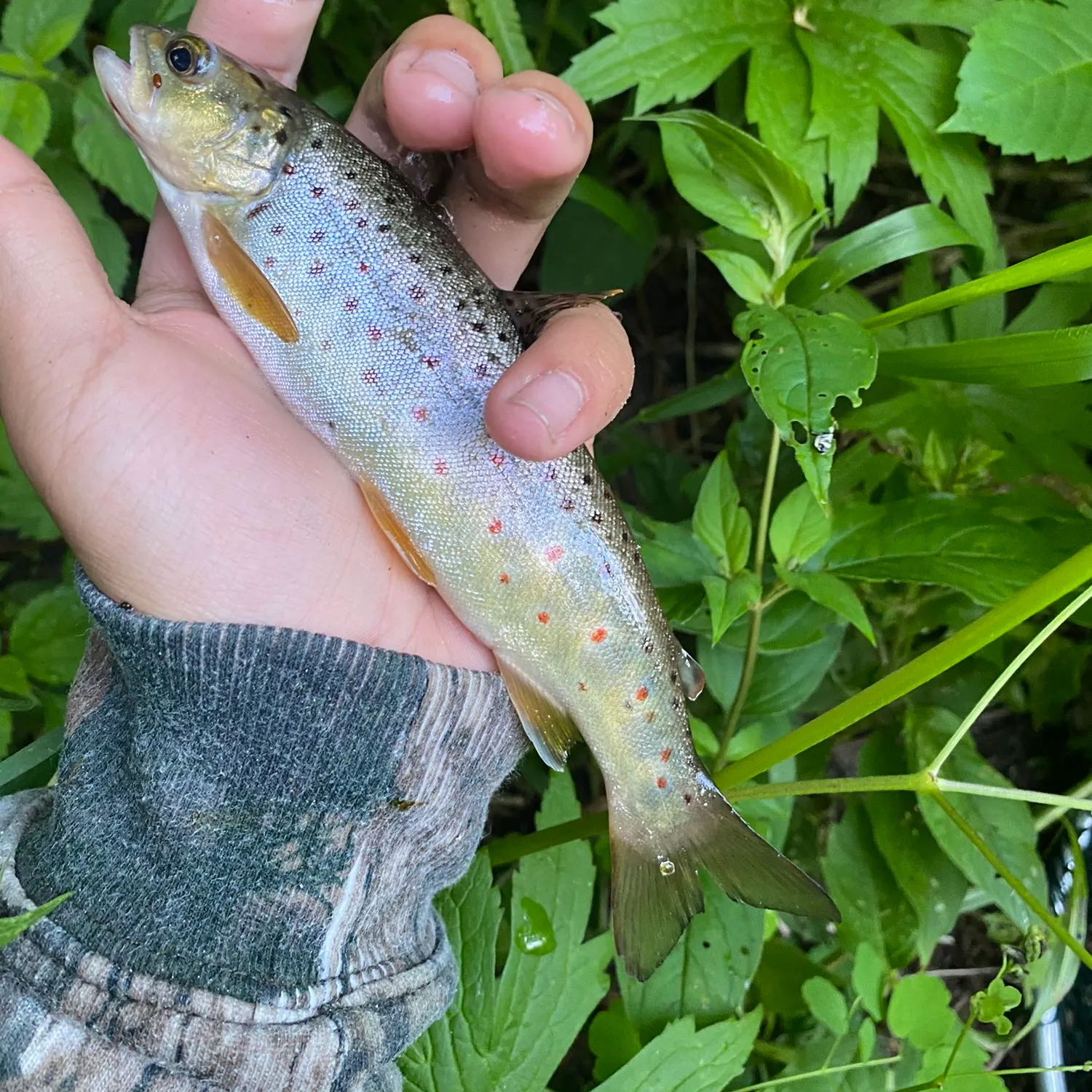 angler catch