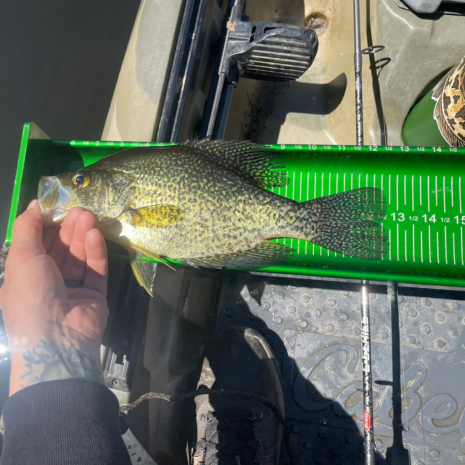 recently logged catches