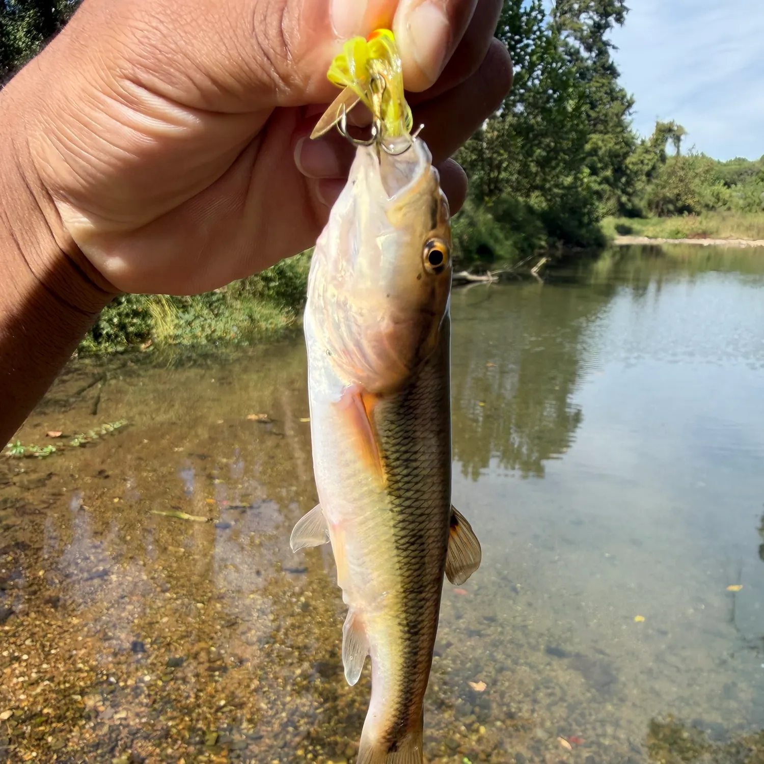 Creek chub caught on Fishbrain
