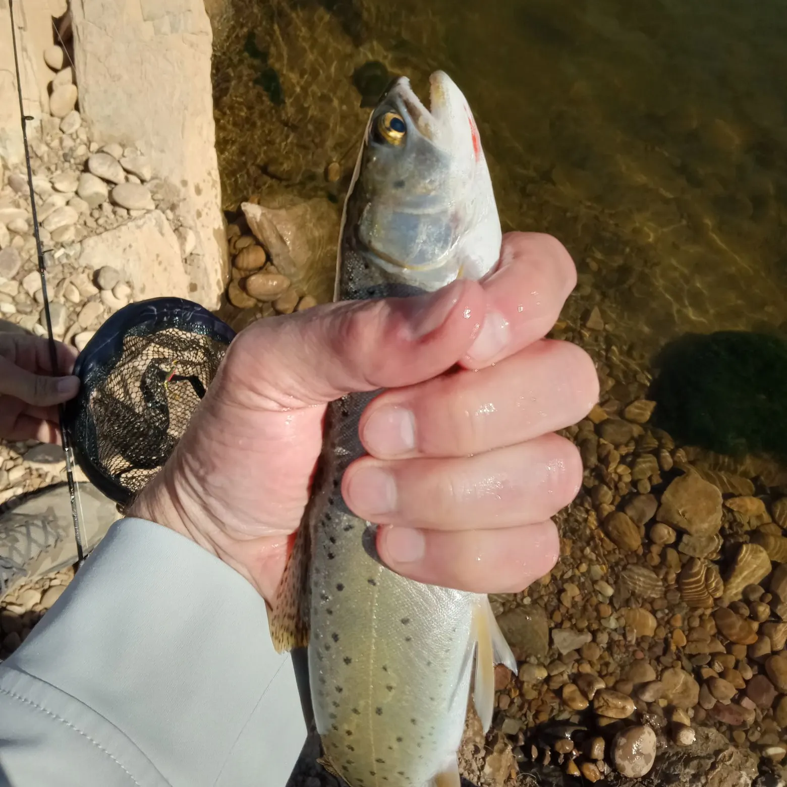 Cutthroat trout caught on Fishbrain