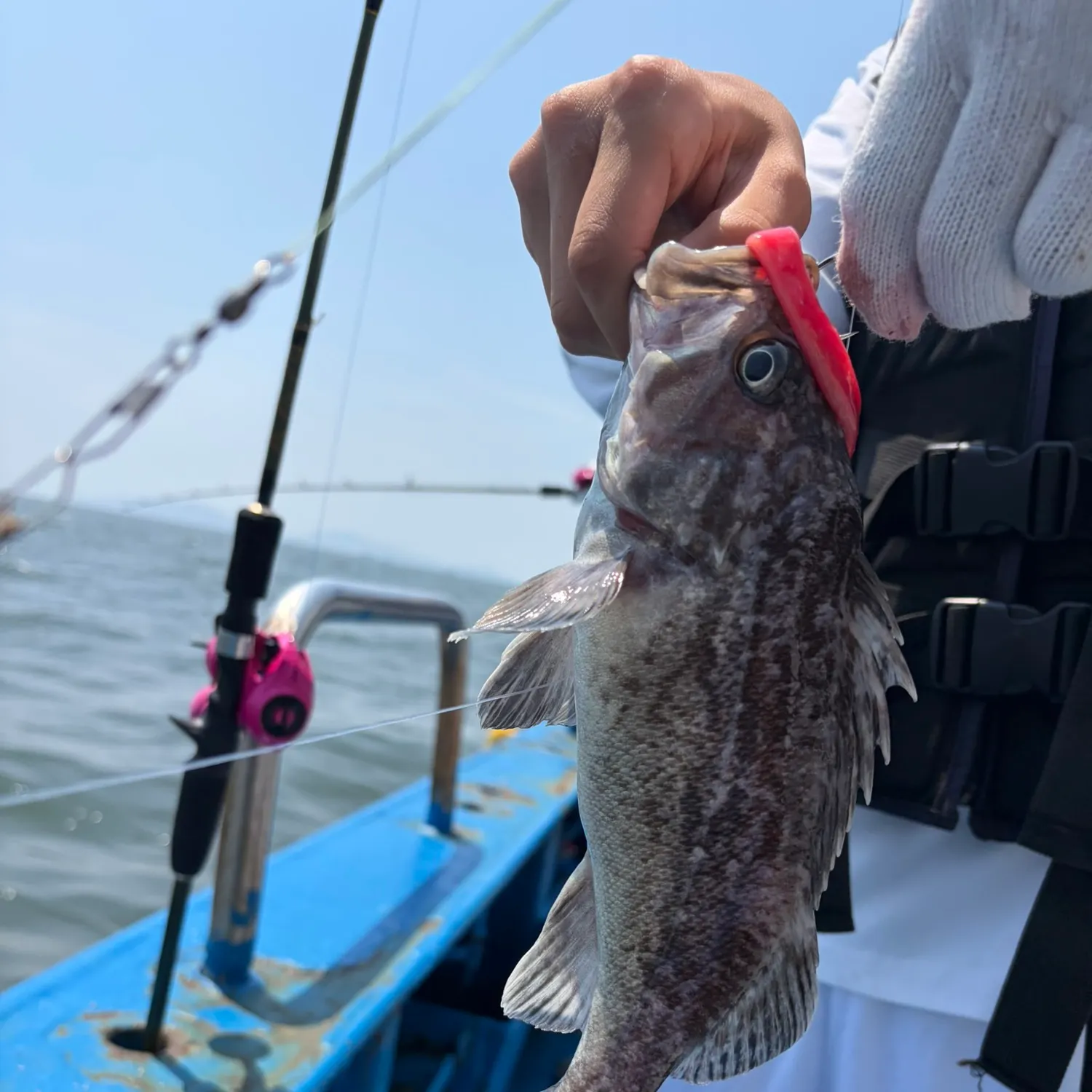 The most recent Korean rockfish catches on Fishbrain