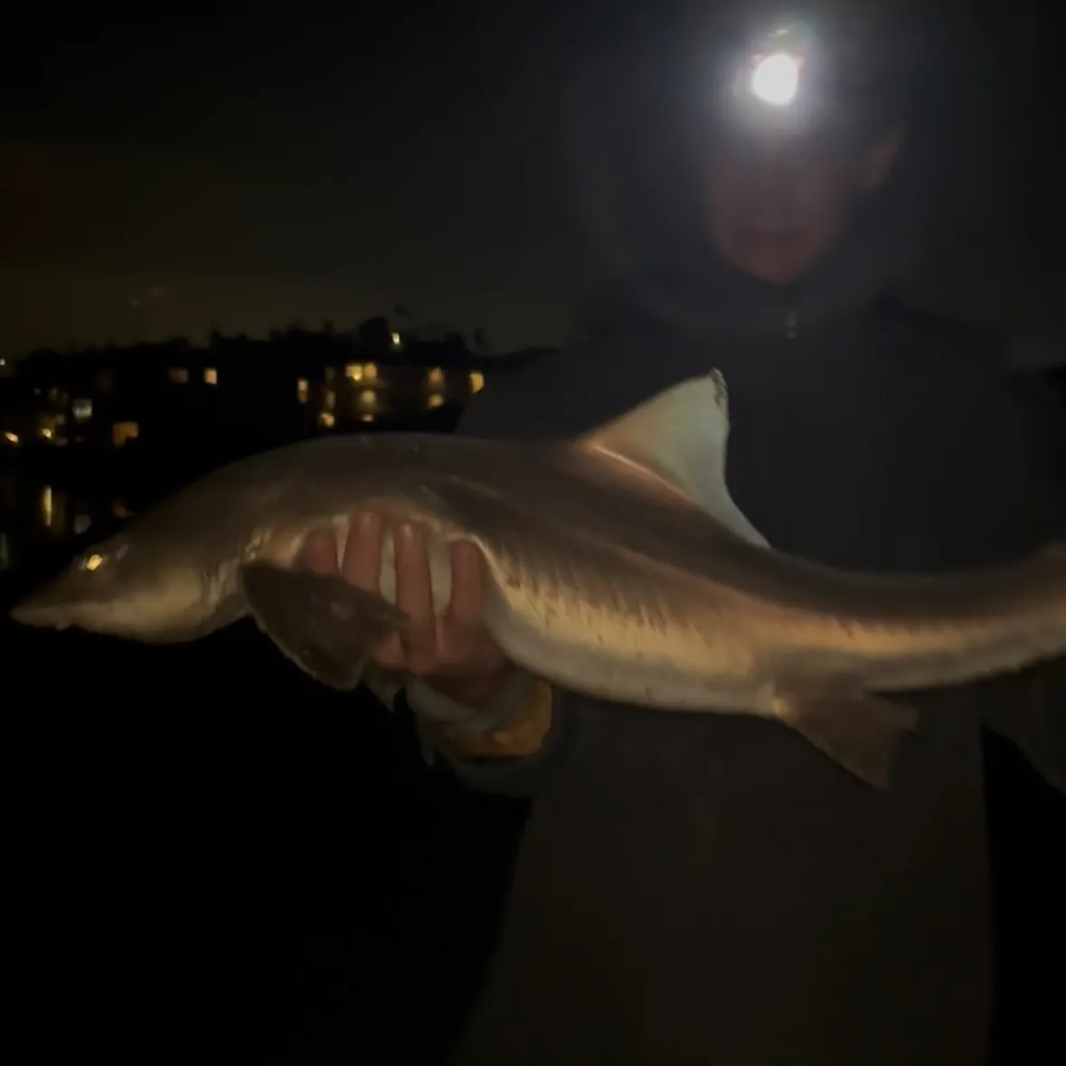 The most recent Grey smooth-hound catches on Fishbrain