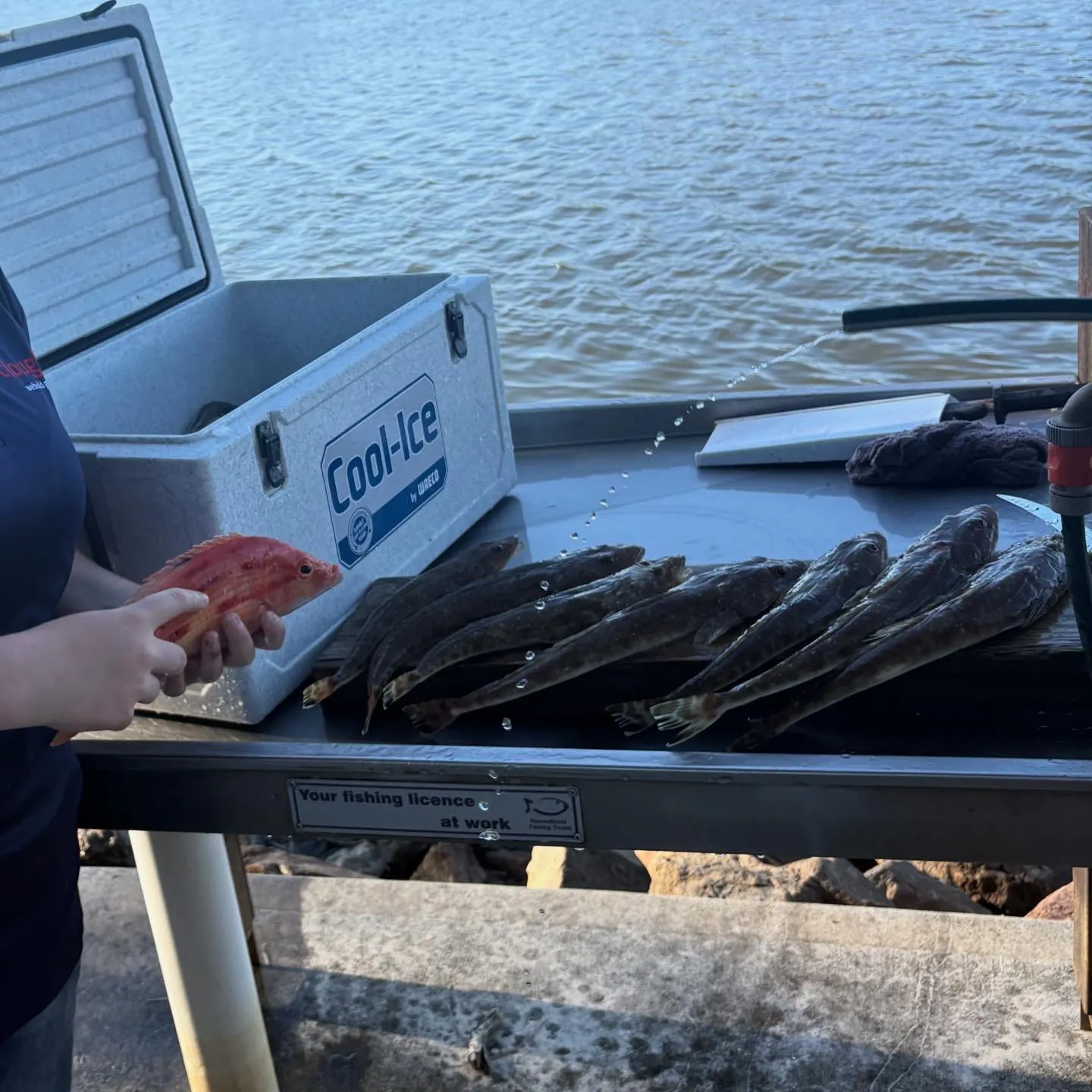 recently logged catches