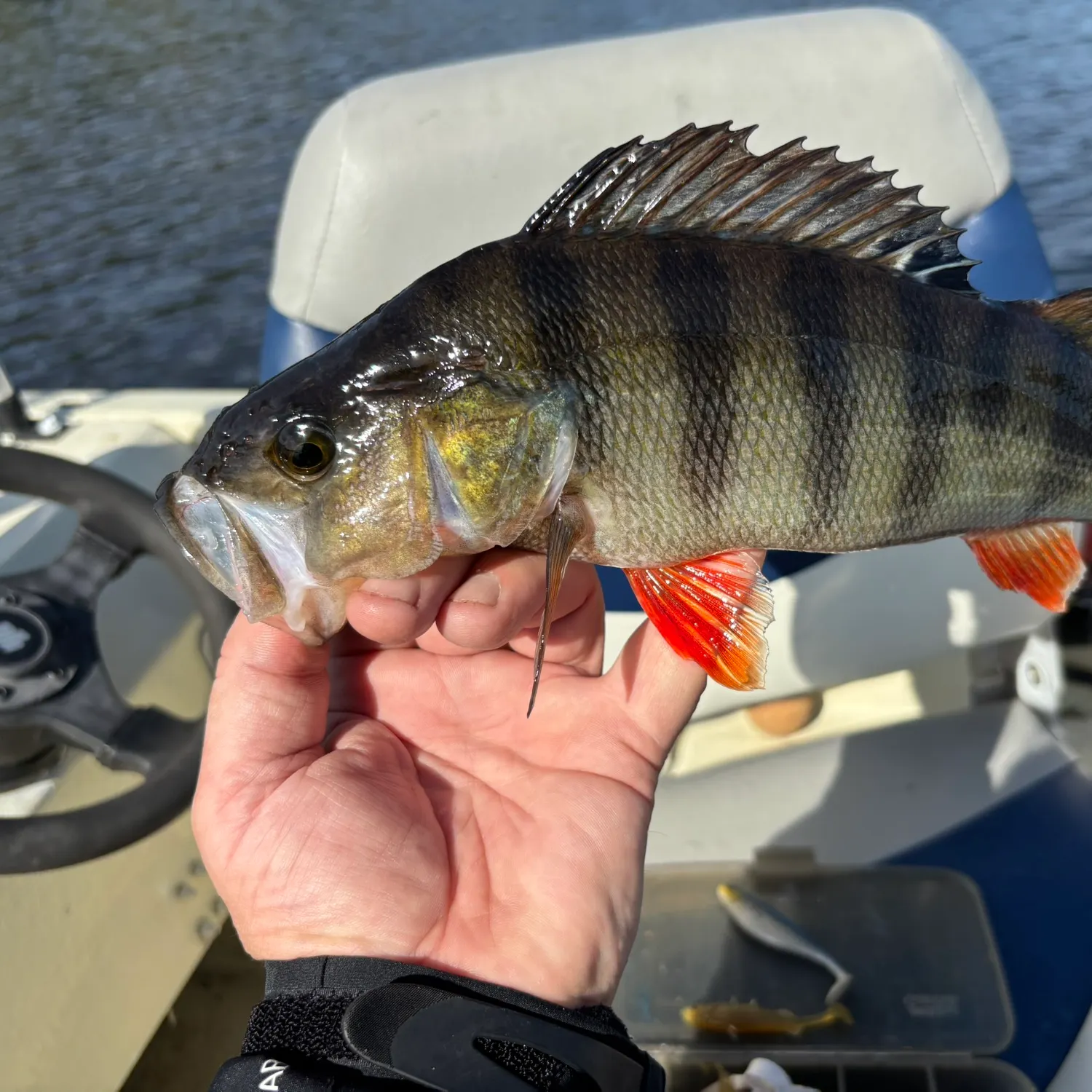 European perch caught on Fishbrain