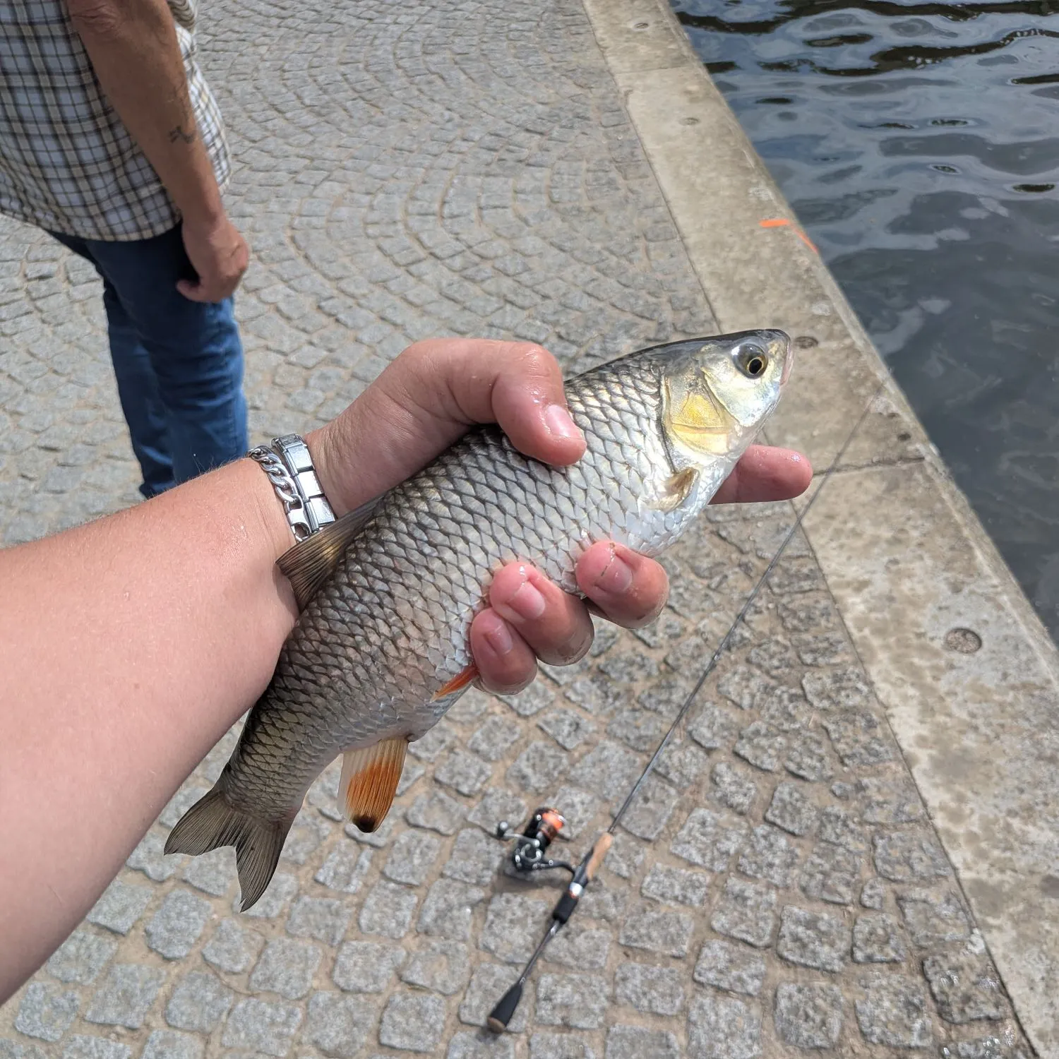 The most recent European chub catches on Fishbrain