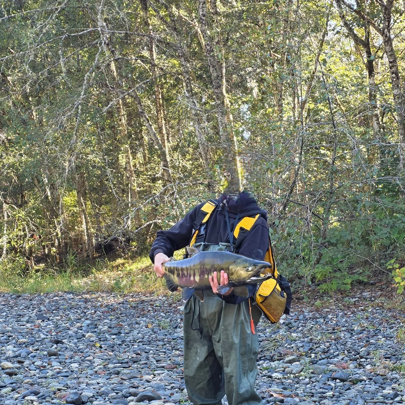 Chum salmon caught on Fishbrain